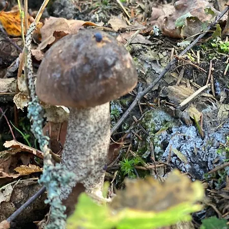 Feriehus Lesne Zacisze - Jacuzzi, Bacowka, Niesamowite Widoki